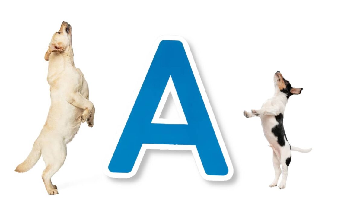 Nom chien en A
