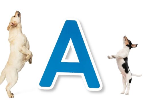 Nom chien en A