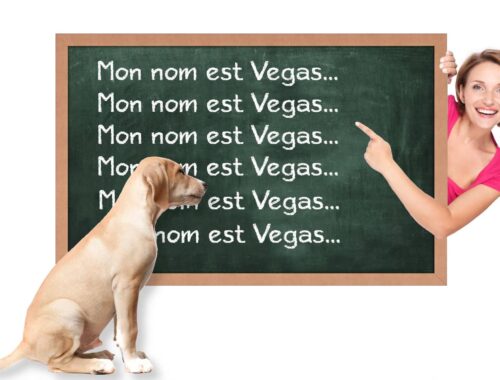 apprendre-nom-chien