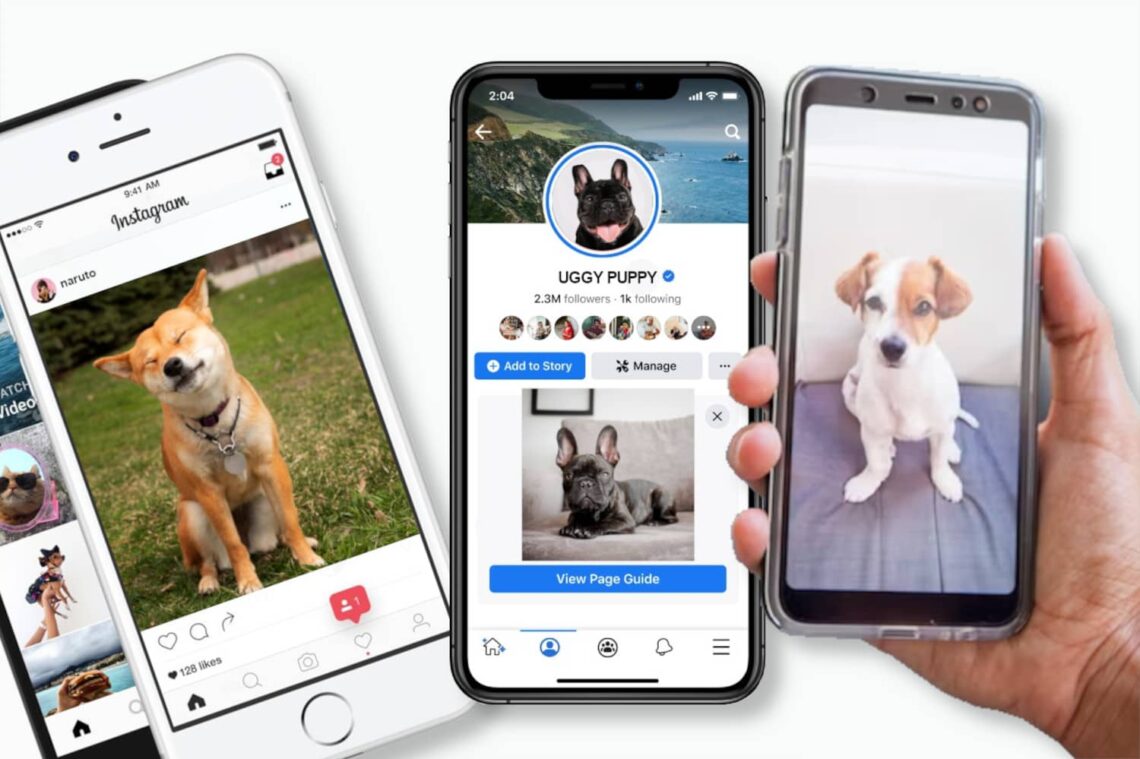 chiens-stars-réseaux-sociaux
