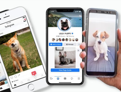 chiens-stars-réseaux-sociaux