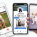 chiens-stars-réseaux-sociaux