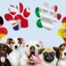 nom chiens dans le monde