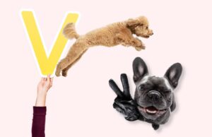 nom de chien en v 2024