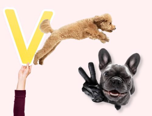 nom de chien en v 2024