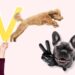 nom de chien en v 2024