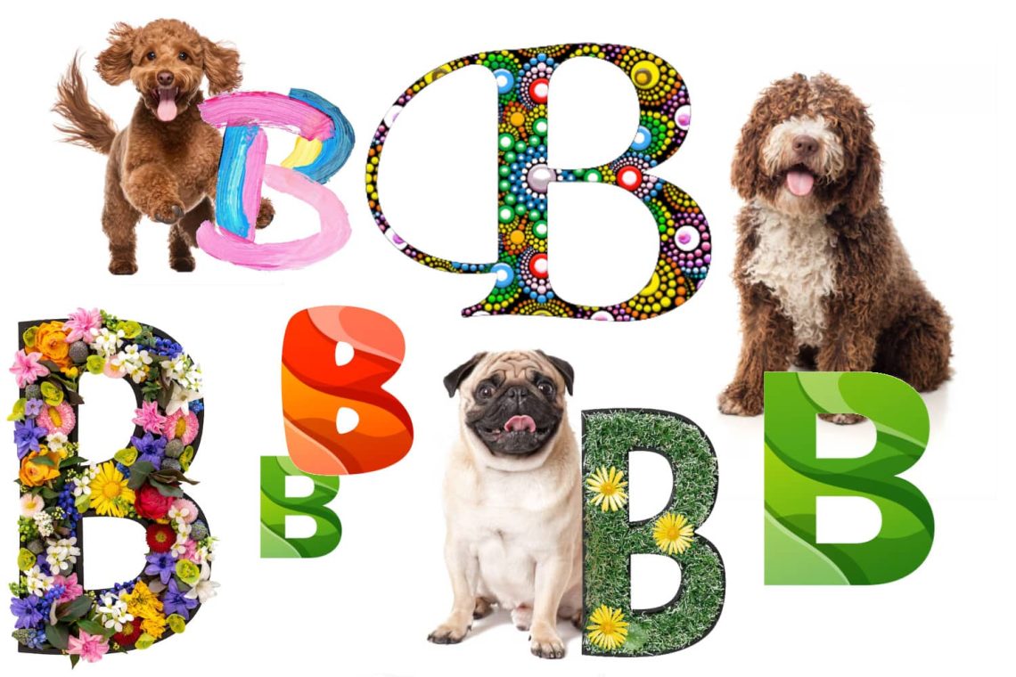 Nom chien en b 2026