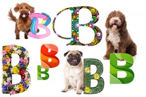 Nom chien en b 2026