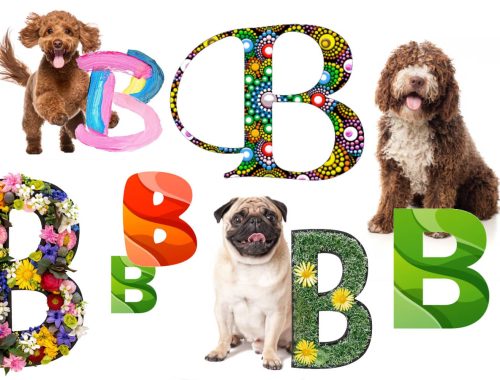 Nom chien en b 2026